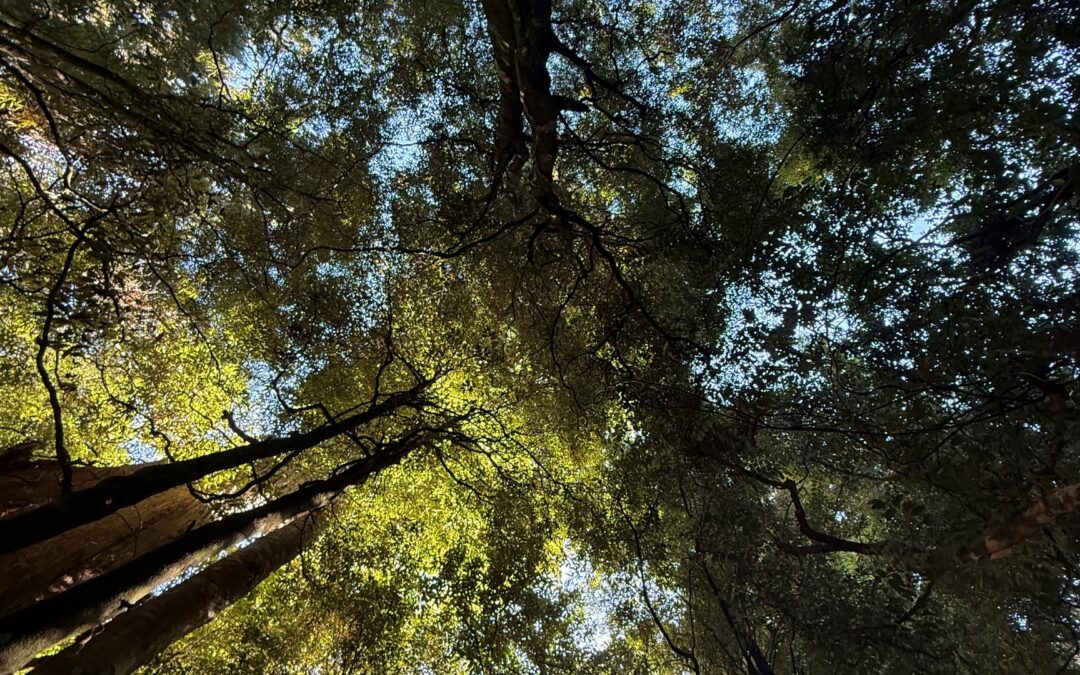 Laudato Si’ Week and Te Ao Māori: A Call to Mercy, Justice, and Action in Aotearoa